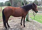 Paso Fino - Horse for Sale in Rockmart, GA 30153