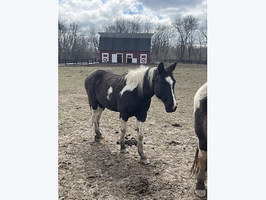 Horses - 2