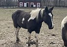 Quarter Horse - Horse for Sale in Noblesville, IN 46060