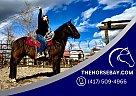 Morgan - Horse for Sale in Fort Collins, CO 80534