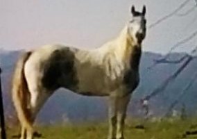 Paint Gelding Paint Gelding
