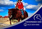 Quarter Horse - Horse for Sale in Fort Collins, CO 80534