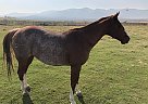 Quarter Horse - Horse for Sale in Dillon, MT 59725