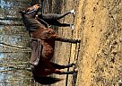 Thoroughbred - Horse for Sale in Salem, NJ 08079 Thoroughbred - Horse for Sale in Salem, NJ 08079