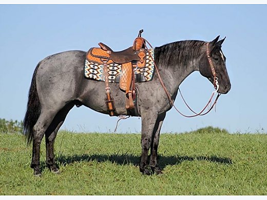 Swift Quarter Horse for Sale