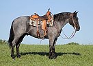 Quarter Horse - Horse for Sale in Hilton Head Island, SC 29928