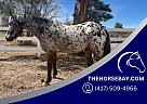 Appaloosa - Horse for Sale in Franktown, CO 80116