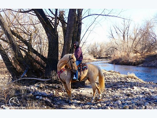 Trail Foxtrotter Gelding
