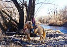 Missouri Fox Trotter - Horse for Sale in Fort Collins, CO 80524