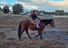 Quarter Horse - Horse for Sale in Clovis, CA 93611