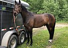 Oldenburg - Horse for Sale in Bonnyville, AB T9N 2G3