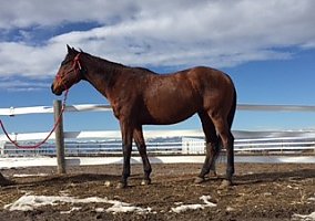 Thoroughbred (Thoroughbred, Gelding) in Erie, CO
