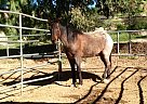 - Gelding in Chatsworth, CA - Gelding in Chatsworth, CA