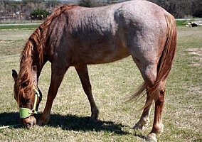 Mustang (Mustang, Stallion) in Fort Hood/ Killeen, TX