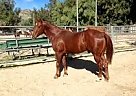 - Gelding in Chatsworth, CA - Gelding in Chatsworth, CA