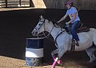 Quarter Horse - Horse for Sale in Edison, OH 43320 Quarter Horse - Horse for Sale in Edison, OH 43320