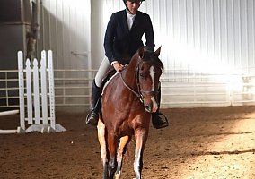 Andalusian / PRE (Andalusian / PRE, Mare) in TN