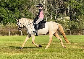 Andalusian / PRE (Andalusian / PRE, Gelding) in TN
