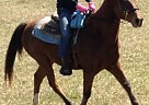Finn - Gelding in Hendersonville, NC Finn - Gelding in Hendersonville, NC