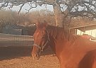 Quarter Horse - Horse for Sale in Cleburne, TX 76031