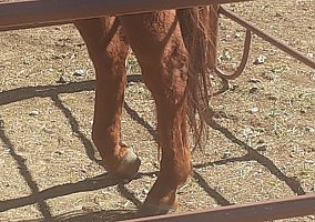 Quarter Horse (Quarter Horse, Gelding) in Cleburne, TX