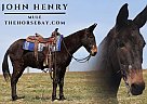 Mule - Horse for Sale in Parkers Lake, KY 42634 Mule - Horse for Sale in Parkers Lake, KY 42634