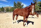 - Mare in Chatsworth, CA - Mare in Chatsworth, CA