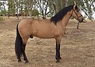 Andalusian - Horse for Sale in Bakersfield, CA 90001