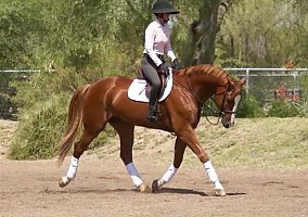 Warmblood