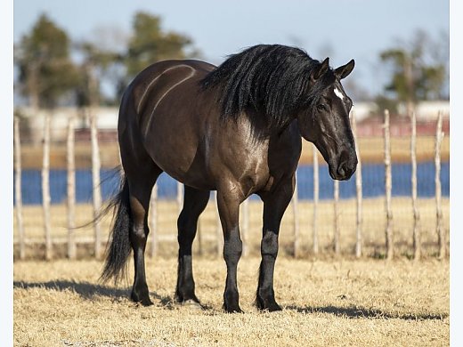 Draft Cross Black Gelding