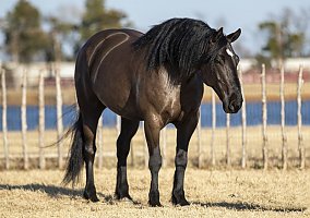 Draft (Percheron, Belgian, Clydesdale, Shire)
