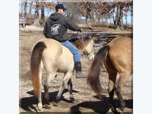 Easy Going 11 yr Gelding - Great Trail H