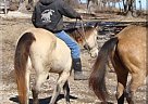 Quarter Horse - Horse for Sale in Mansfield, MO 