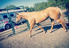 Quarter Horse (Quarter Horse, Mare) in Calallen, TX