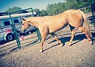 Quarter Horse - Horse for Sale in Calallen, TX 78410