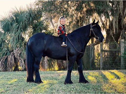 Gypsy Vanner Black Gelding
