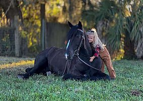 Gypsy Vanner (Gypsy Vanner, Gelding) in TN