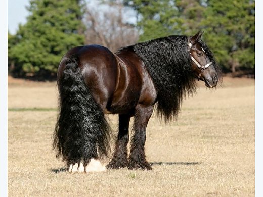 Gypsy Vanner Black Gelding