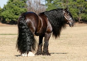 Gypsy Vanner
