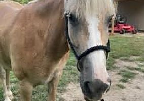 Haflinger (Haflinger, Mare) in Raleigh, NC