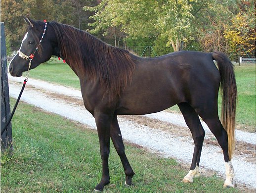 Homozygous Black SE Arabian Mare