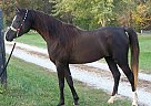 Arabian - Horse for Sale in Truxton, MO 63381 Arabian - Horse for Sale in Truxton, MO 63381