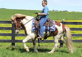 Icelandic Horse (Icelandic Horse, Gelding) in TN