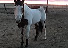 Paint - Horse for Sale in Raymer, CO 80742
