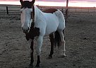 Paint - Horse for Sale in Raymer, CO 80742
