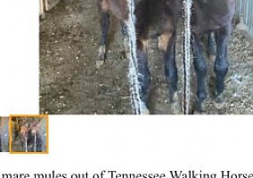 Mule (Mule, Mare) in Brandenburg, KY