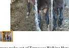 Mule - Horse for Sale in Brandenburg, KY 40108