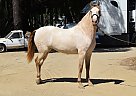 Andalusian - Horse for Sale in Los Angeles, CA 90001 Andalusian - Horse for Sale in Los Angeles, CA 90001