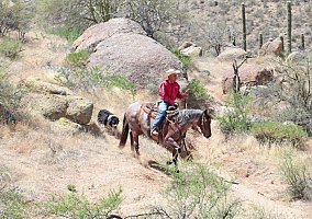 Quarter Horse (Quarter Horse, Gelding) in TN