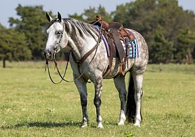 Quarter Horse (Quarter Horse, Gelding) in TN